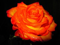 /album/foto-tsvetochnyj-mir/ya-110-5-jpg/